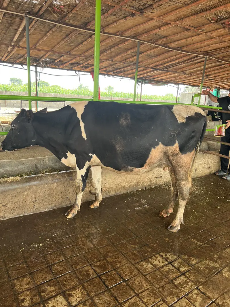 2nd timer fresian cow ready to calving