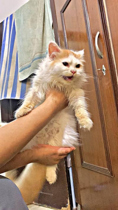 passion cats female