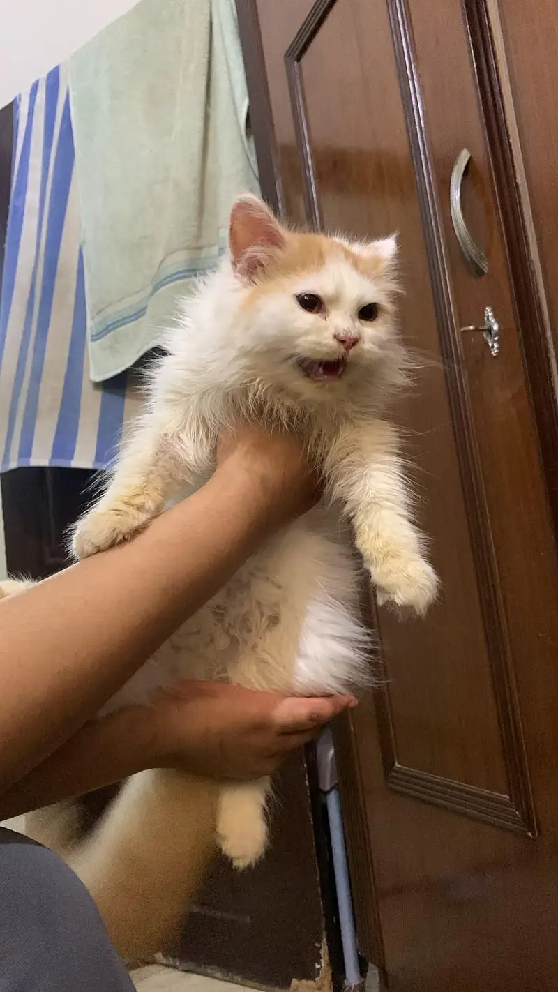 passion cats female — photo 2