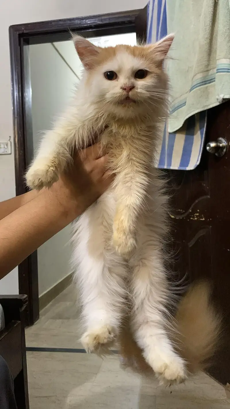 passion cats female — photo 3