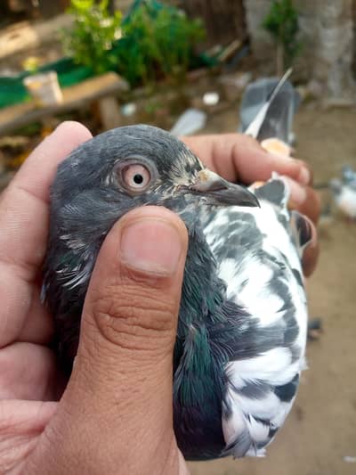 tadi pair ha full brider