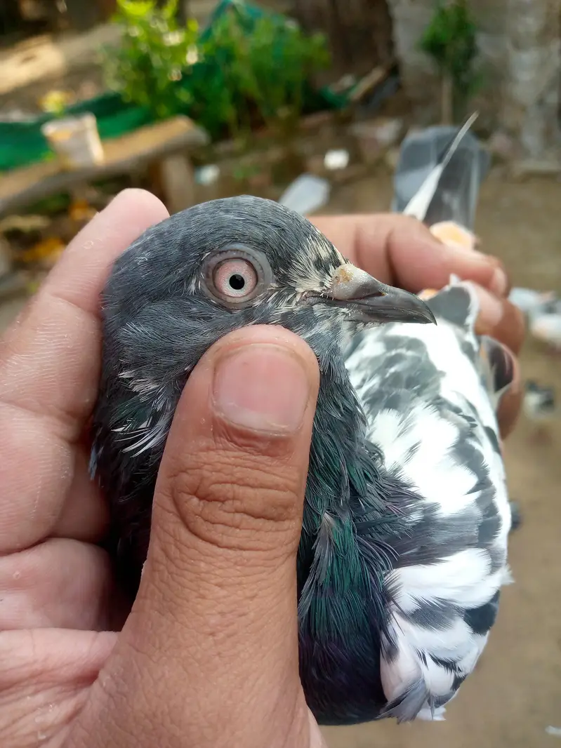 tadi pair ha full brider — photo 2