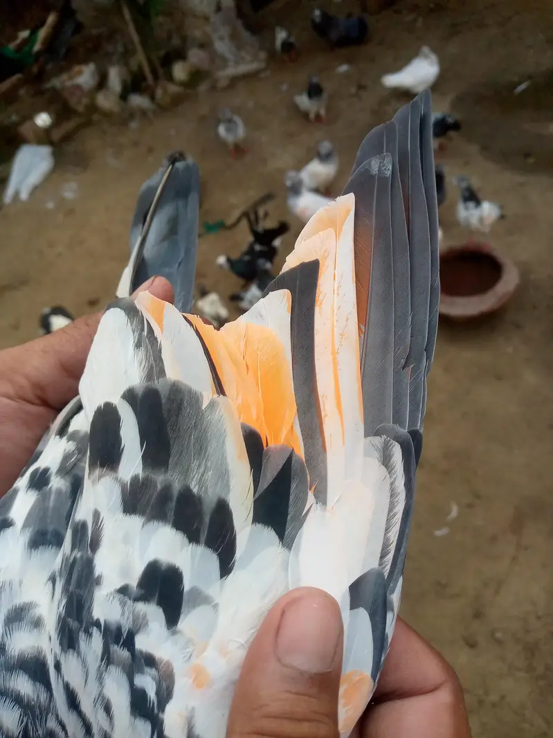 tadi pair ha full brider — photo 3