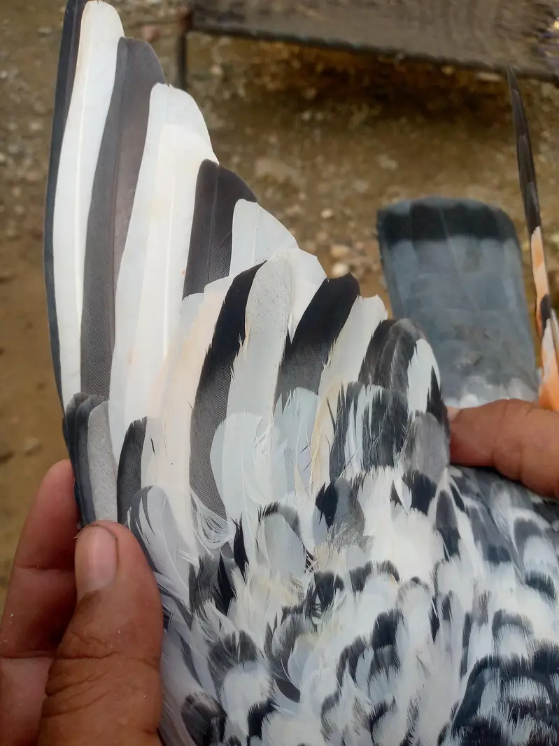 tadi pair ha full brider — photo 4