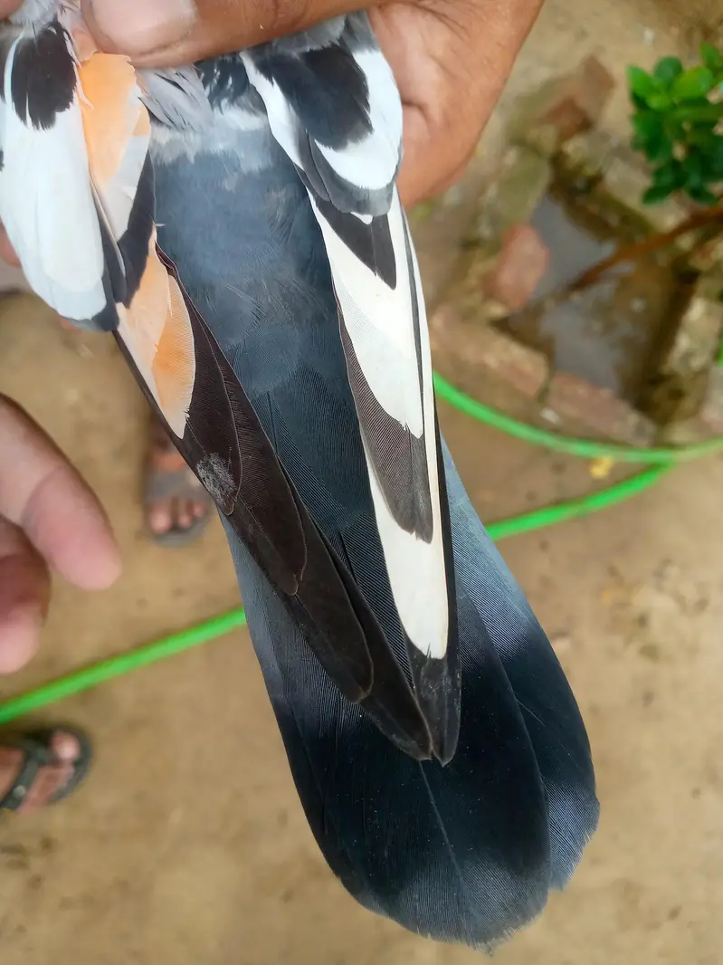 tadi pair ha full brider — photo 5