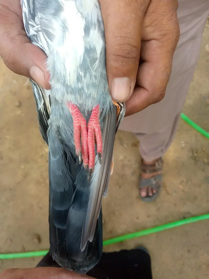 tadi pair ha full brider — photo 6