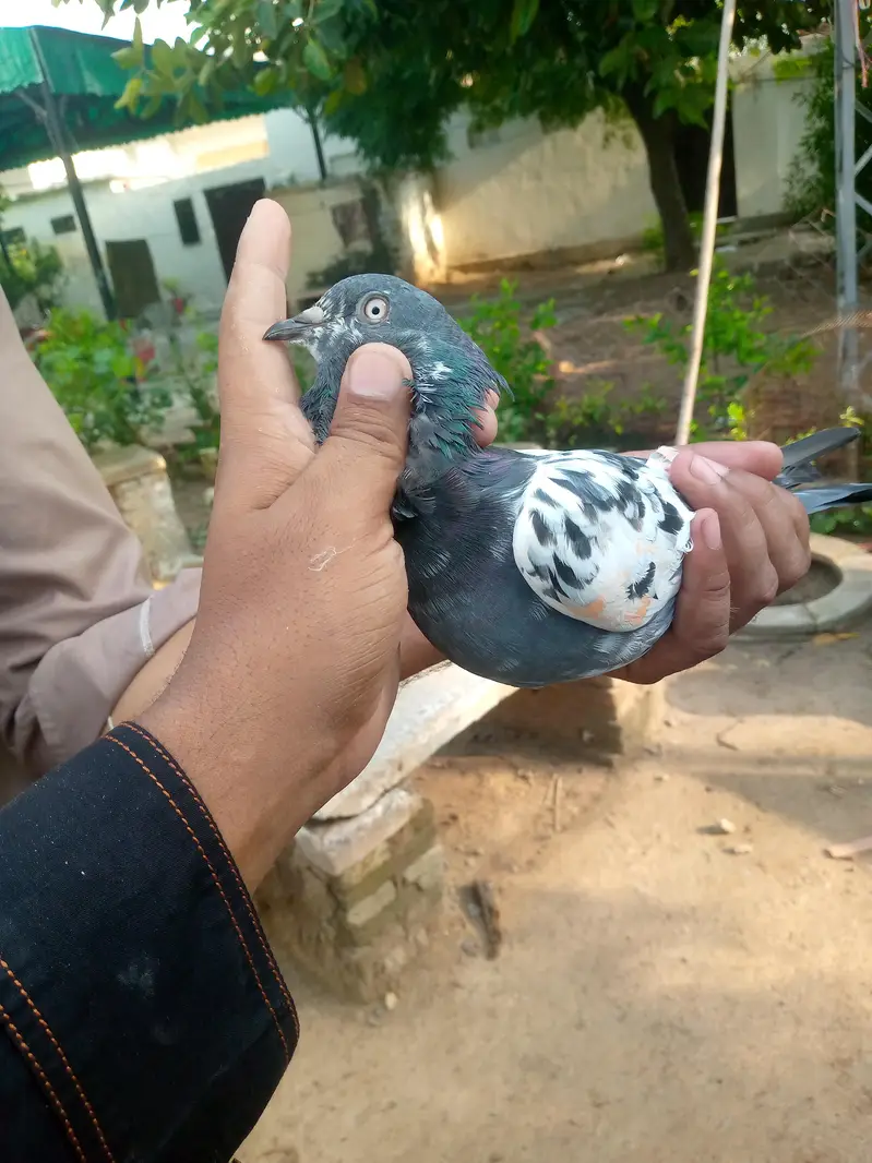 tadi pair ha full brider — photo 7