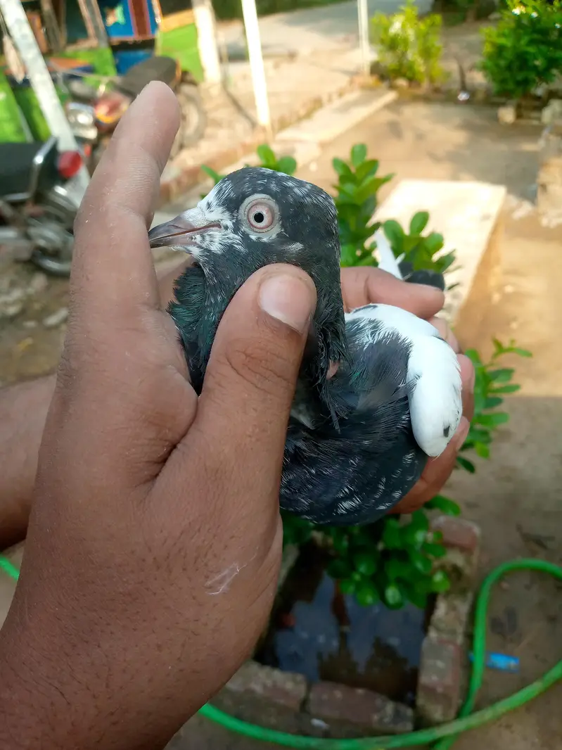 tadi pair ha full brider — photo 8