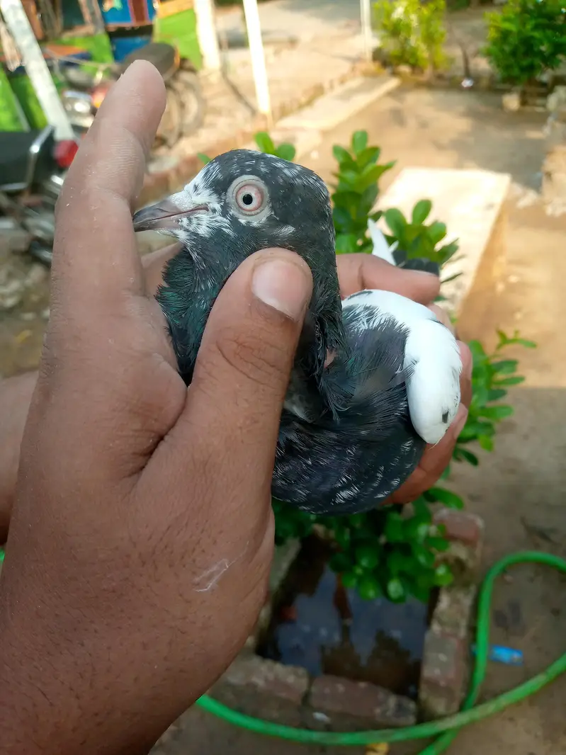 tadi pair ha full brider — photo 9