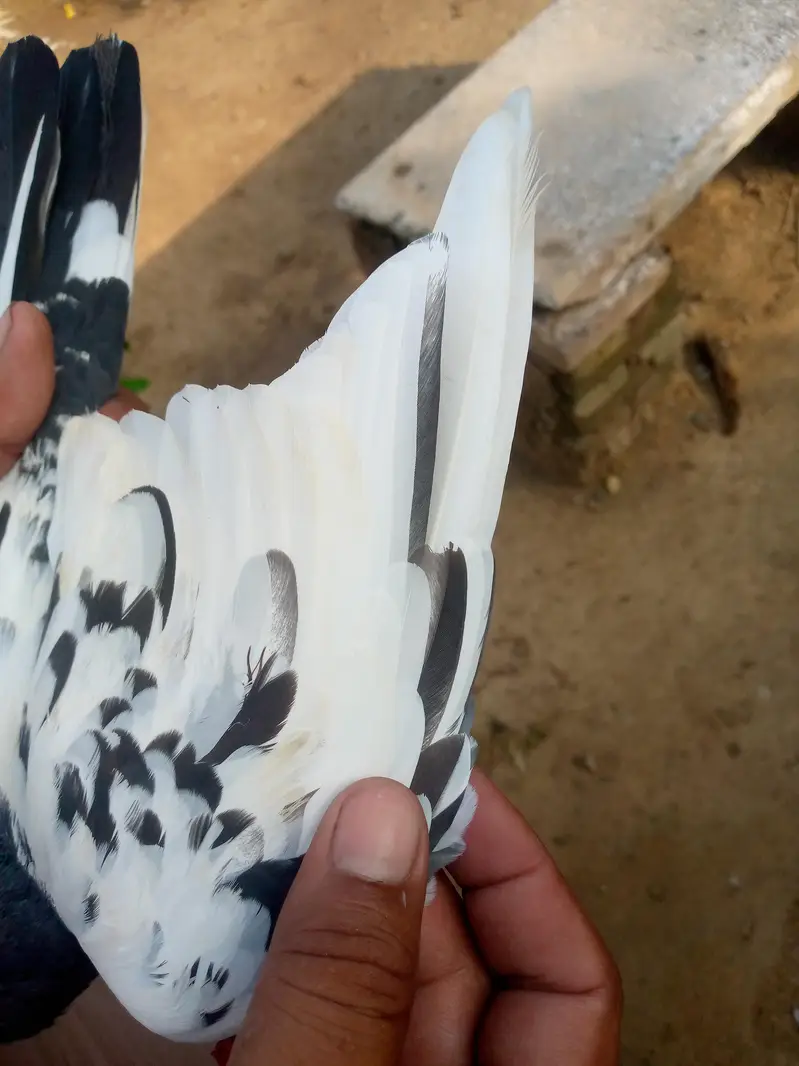 tadi pair ha full brider — photo 10