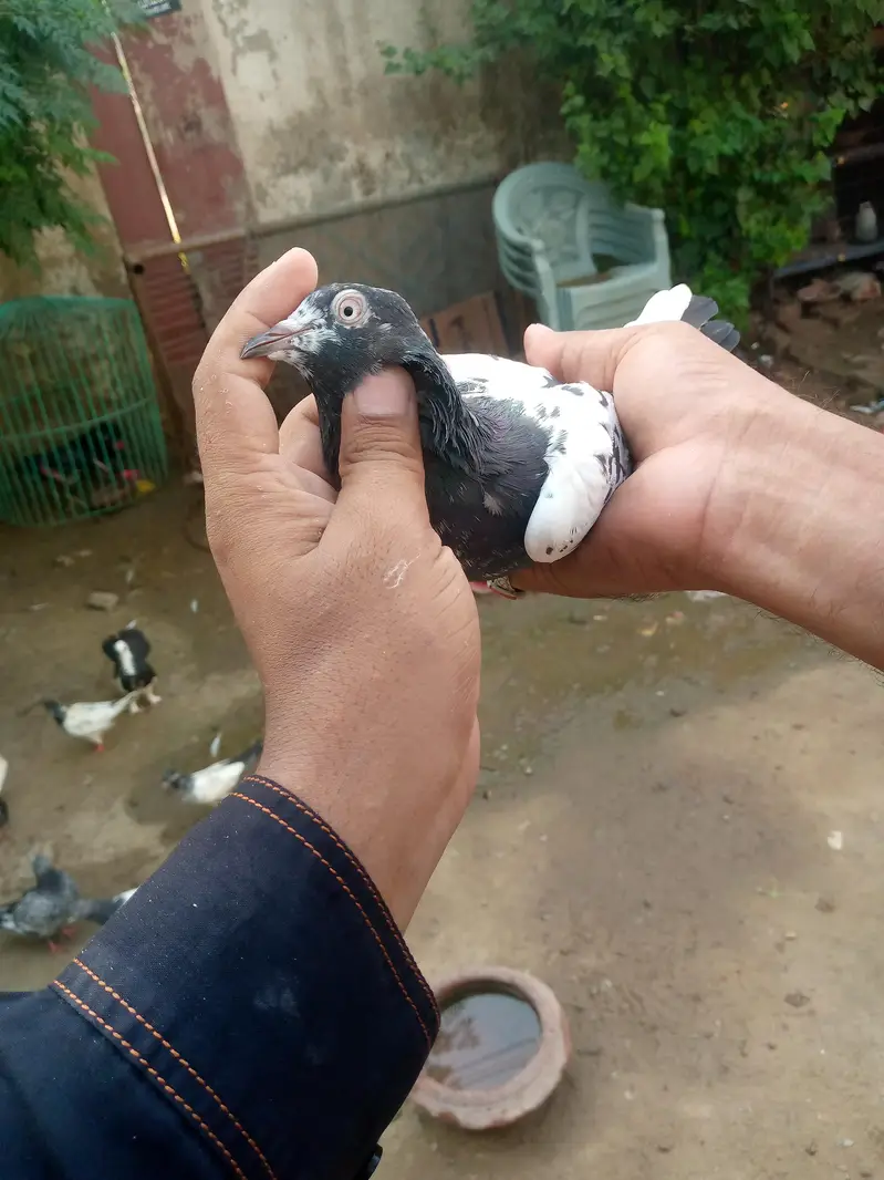 tadi pair ha full brider — photo 11