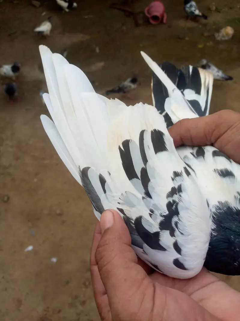 tadi pair ha full brider — photo 12