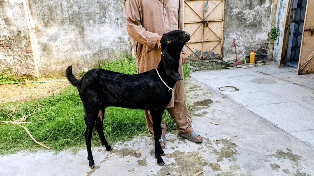 Desi amratsar beetal cross
