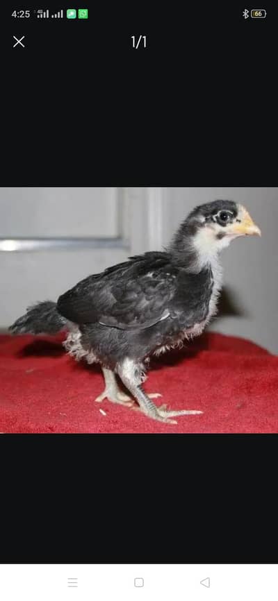 Austerlorp chicks 3 week plus