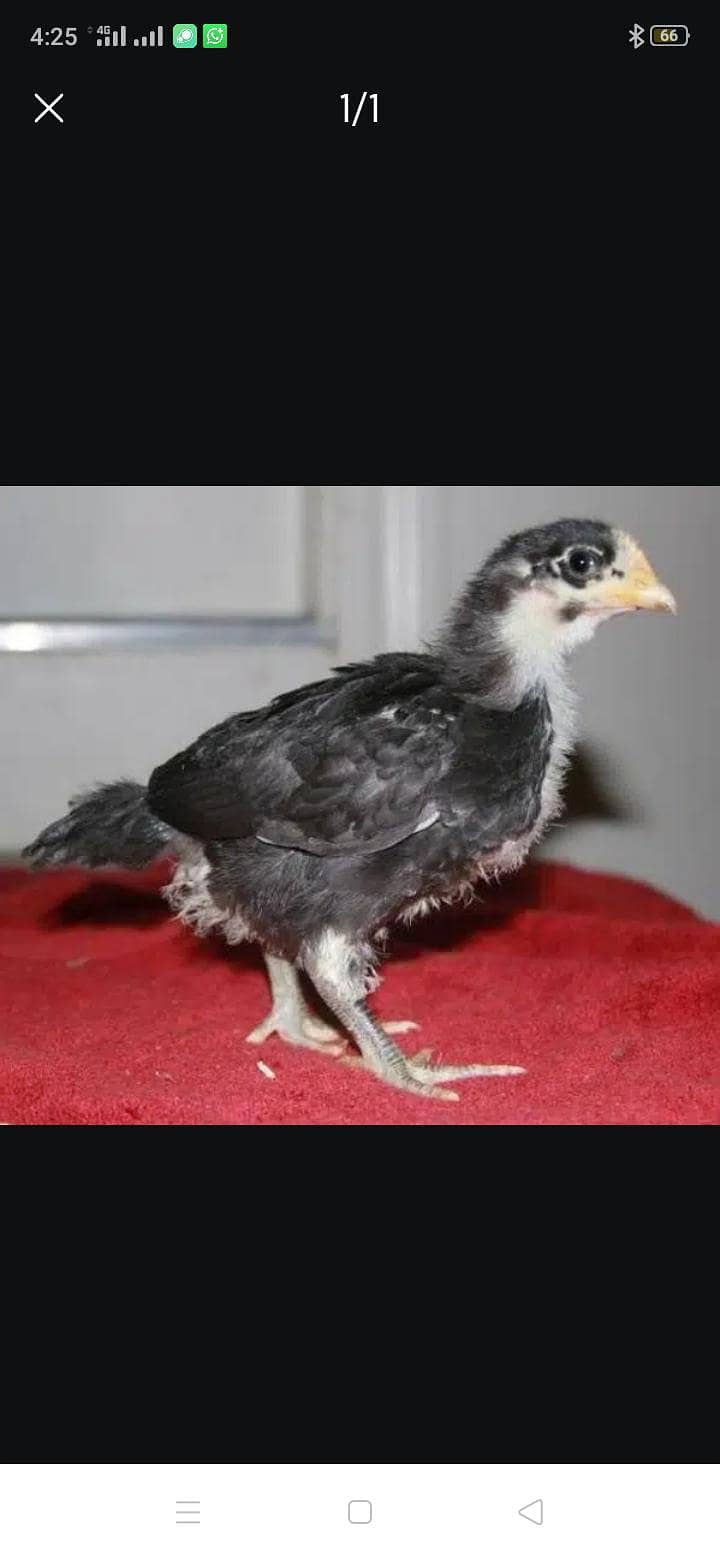 Austerlorp chicks 3 week plus 0