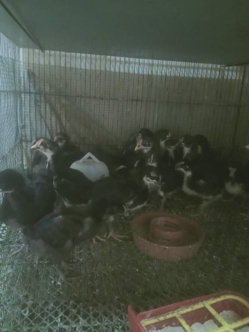 Austerlorp chicks 3 week plus 1