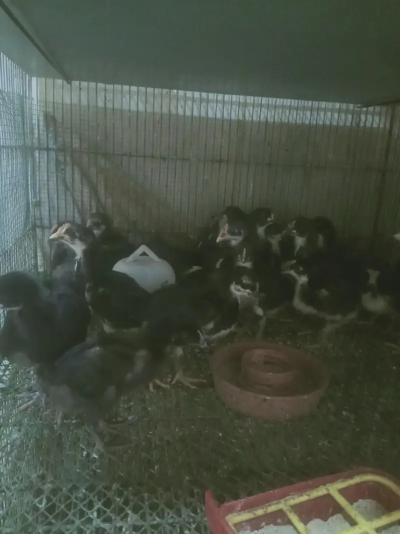 Austerlorp chicks 3 week plus — photo 2