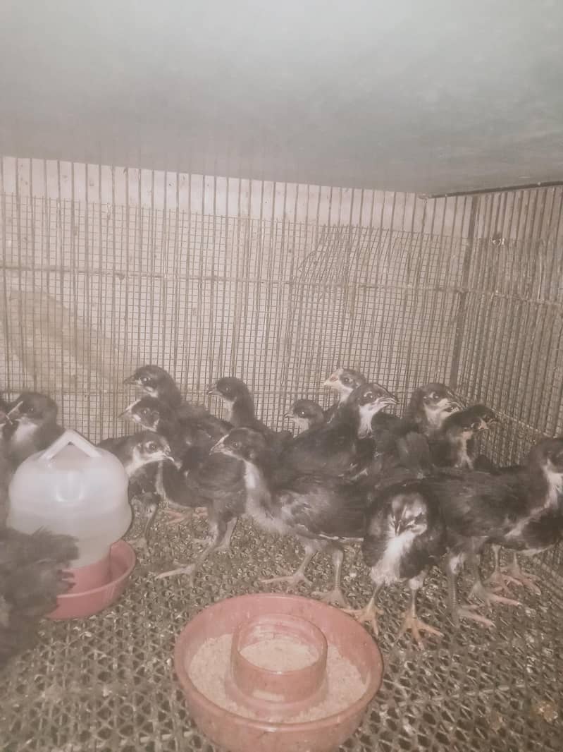 Austerlorp chicks 3 week plus 2