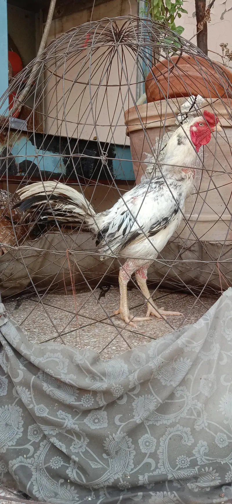 aseel miawali murga — photo 3