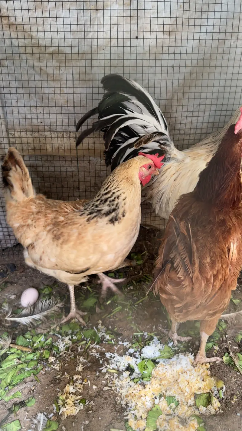 Misri hens — photo 2