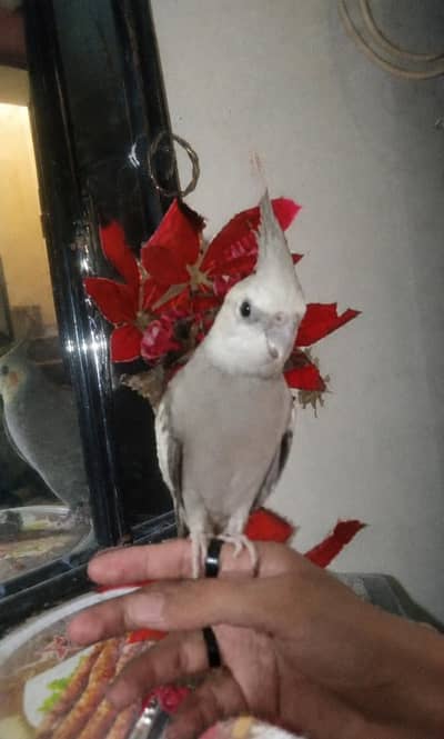COCTAIL PAIR 3475950357 CONTACT WHIE FACE MAIL GREY PIED FEMALE