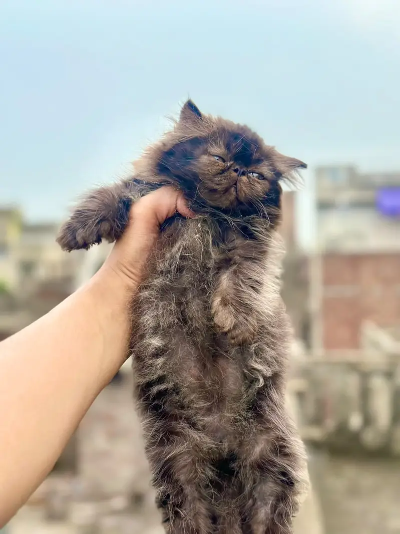 Peki face persian kittens | cats | Cfa kittens for sale — photo 5