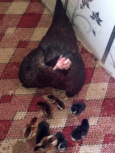 aseel madi 9 chicks k sath for sale