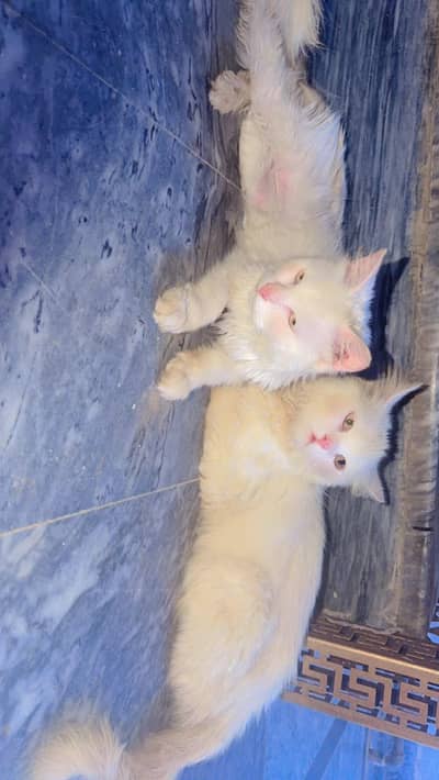 pair of white persian cat  male vaccinated triple coat