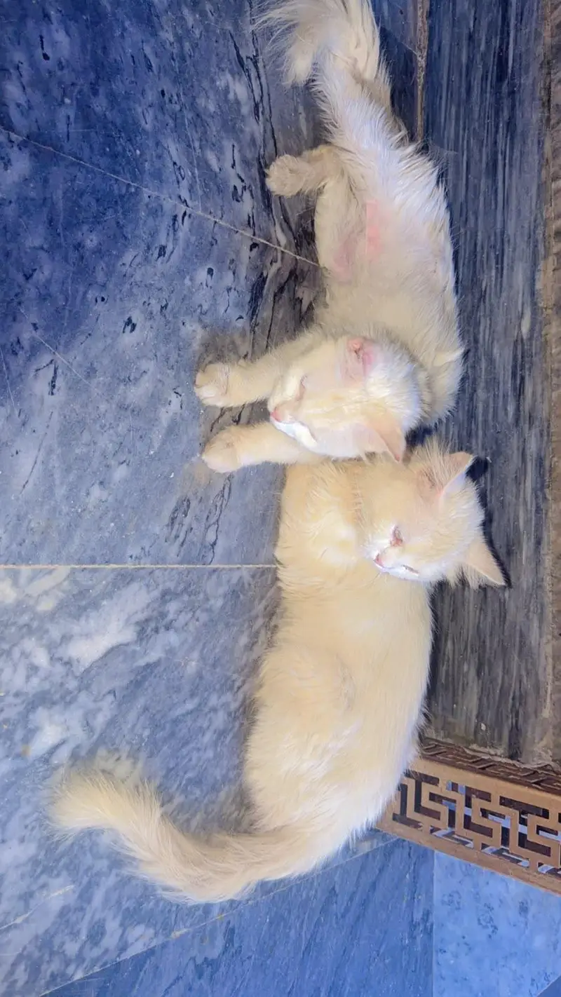 pair of white persian cat  male vaccinated triple coat — photo 2