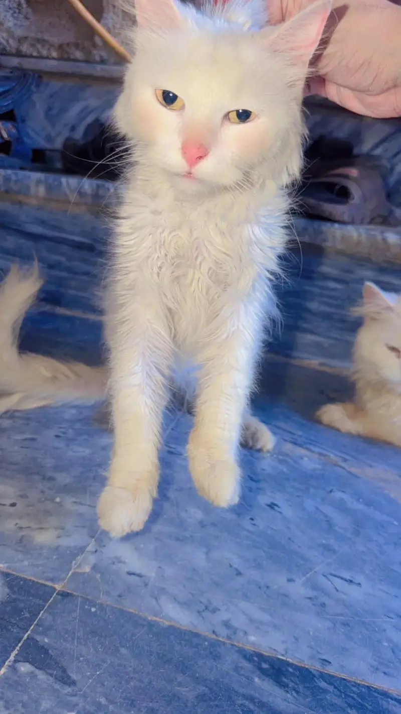 pair of white persian cat  male vaccinated triple coat — photo 3