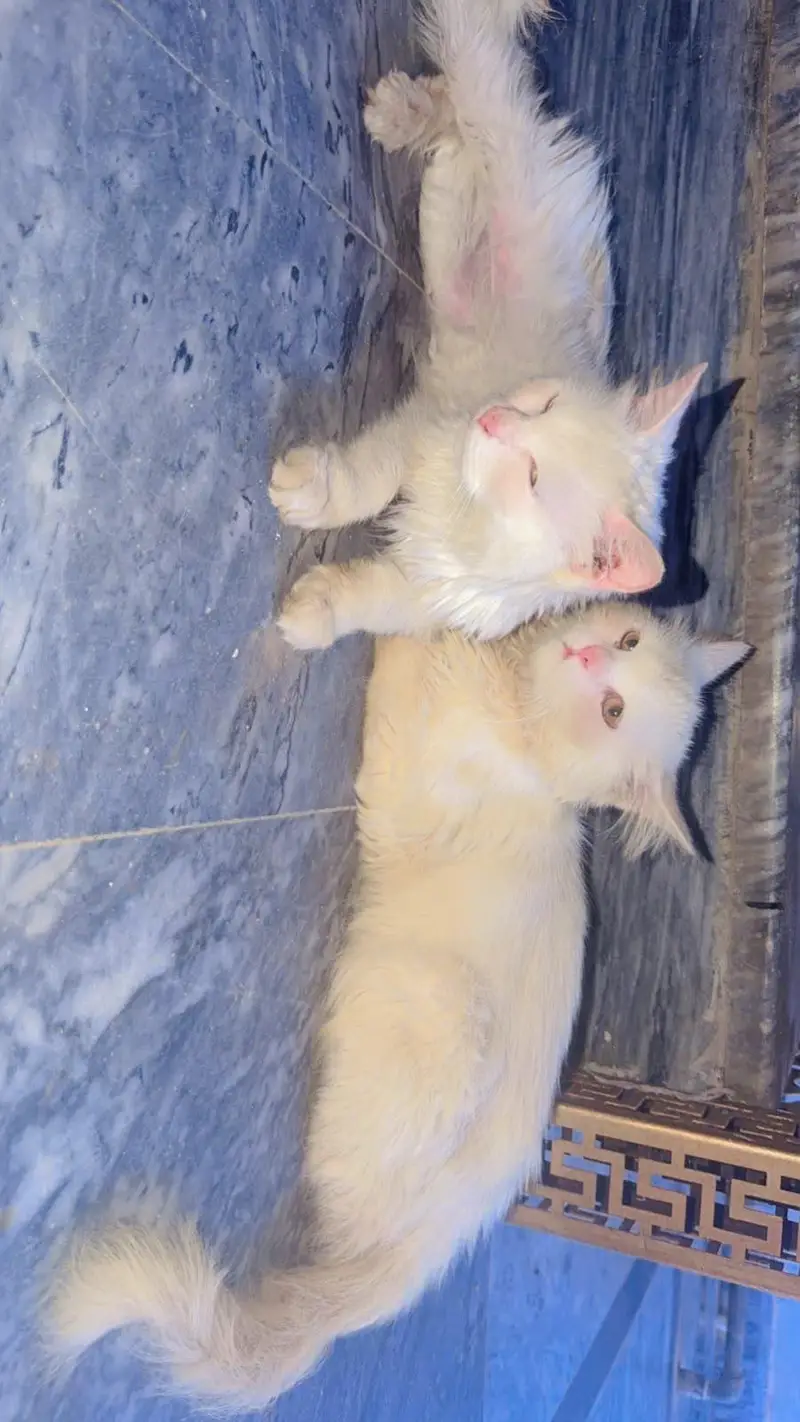 pair of white persian cat  male vaccinated triple coat — photo 4