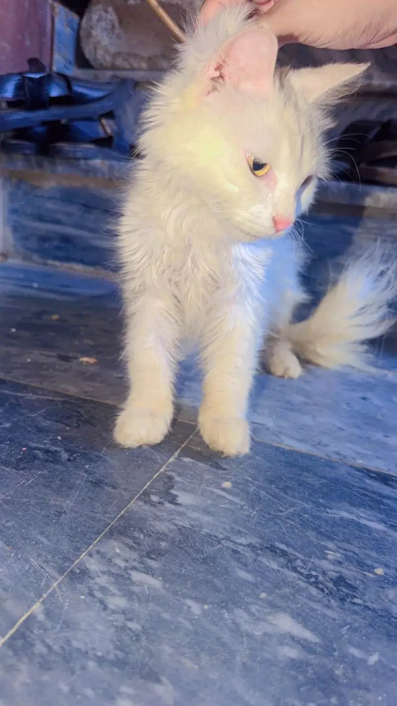 pair of white persian cat  male vaccinated triple coat — photo 5