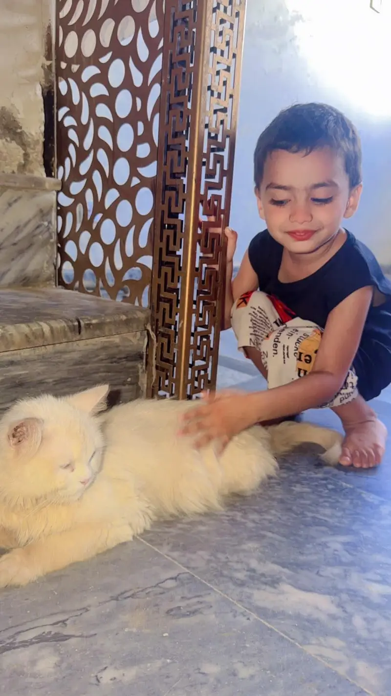 pair of white persian cat  male vaccinated triple coat — photo 6
