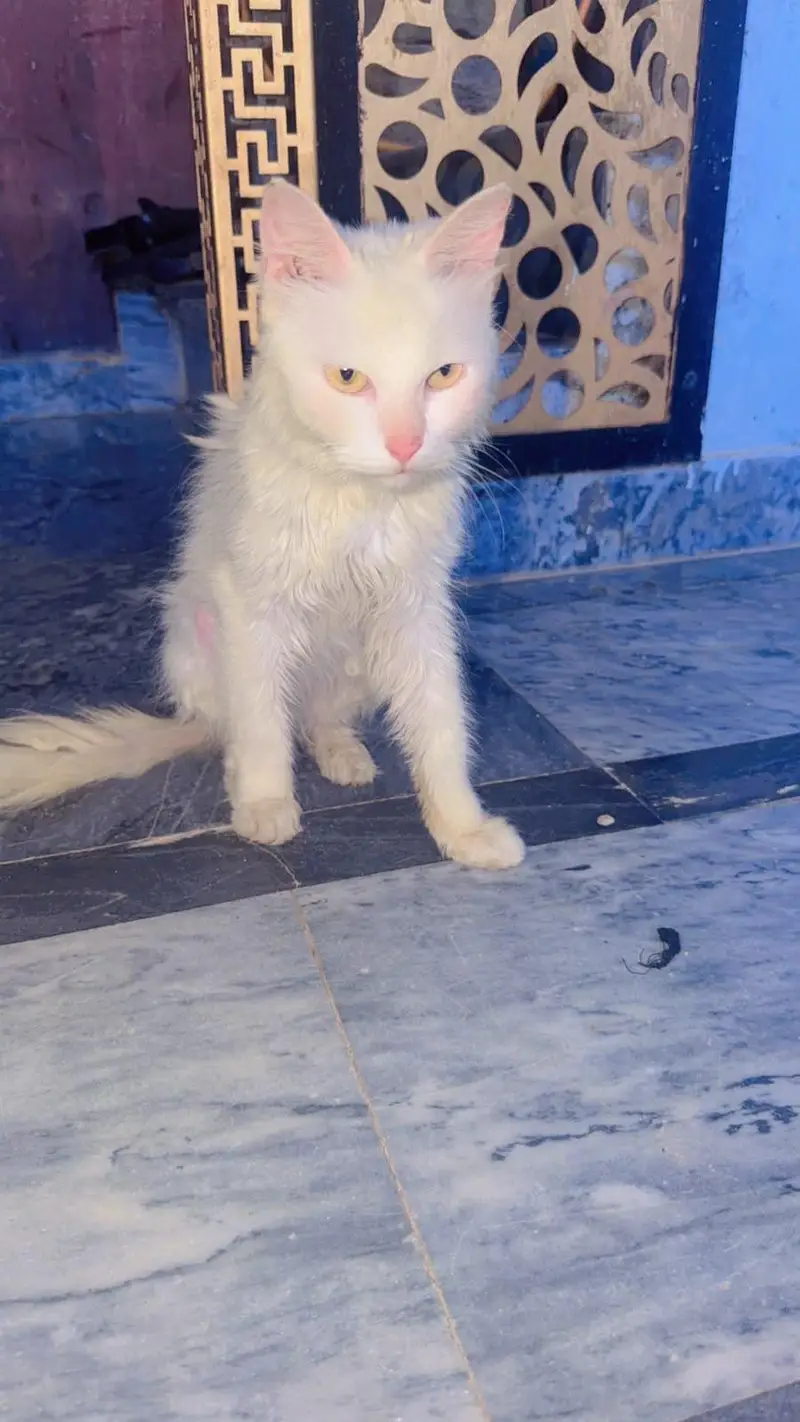 pair of white persian cat  male vaccinated triple coat — photo 7