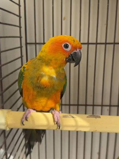 Sun Conure Hand Tame – 8 Months – Non DNA