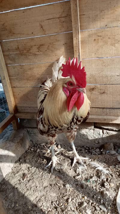 Hens Pair Ande vala jora