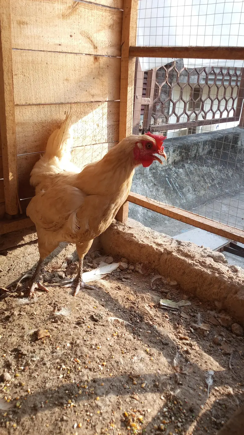 Hens Pair Ande vala jora — photo 2