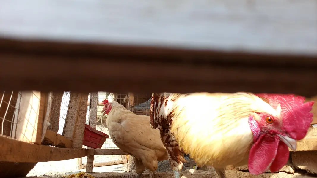 Hens Pair Ande vala jora — photo 3