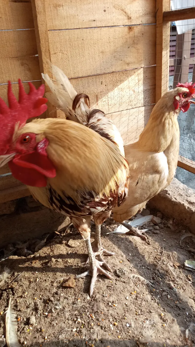 Hens Pair Ande vala jora — photo 4