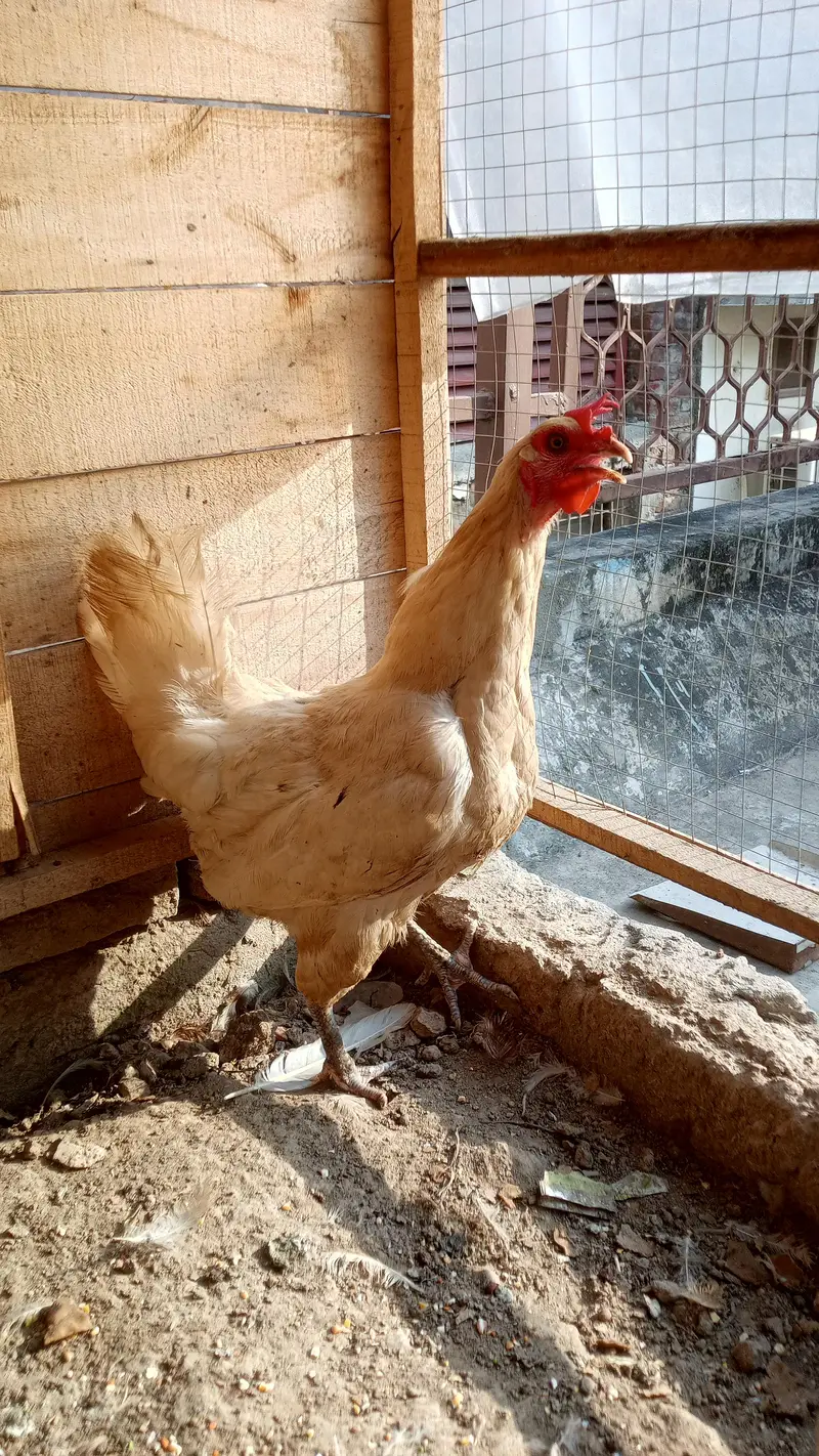 Hens Pair Ande vala jora — photo 5