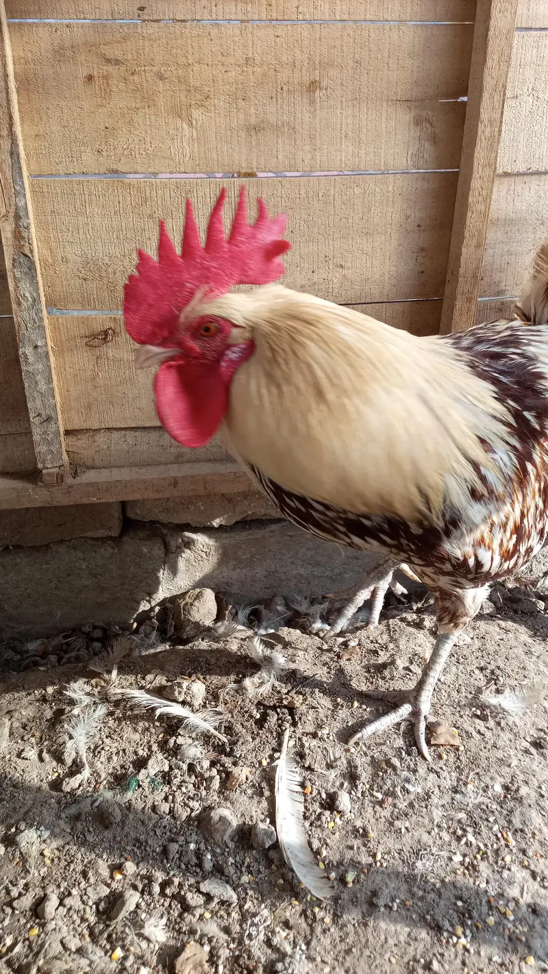 Hens Pair Ande vala jora — photo 6