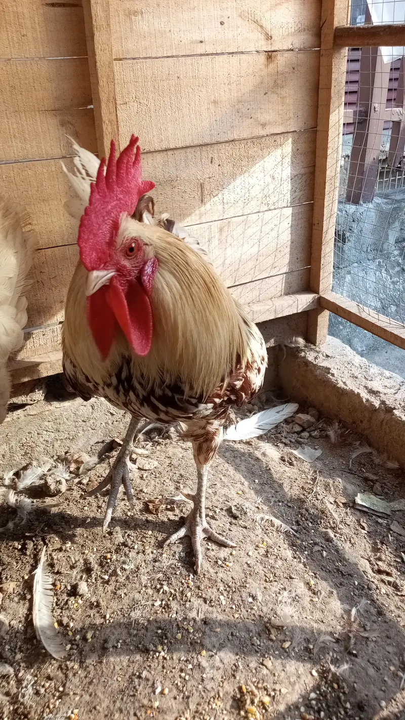 Hens Pair Ande vala jora — photo 7