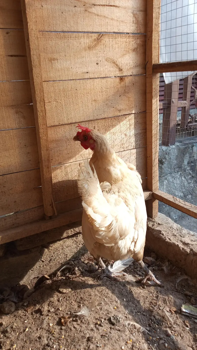 Hens Pair Ande vala jora — photo 8