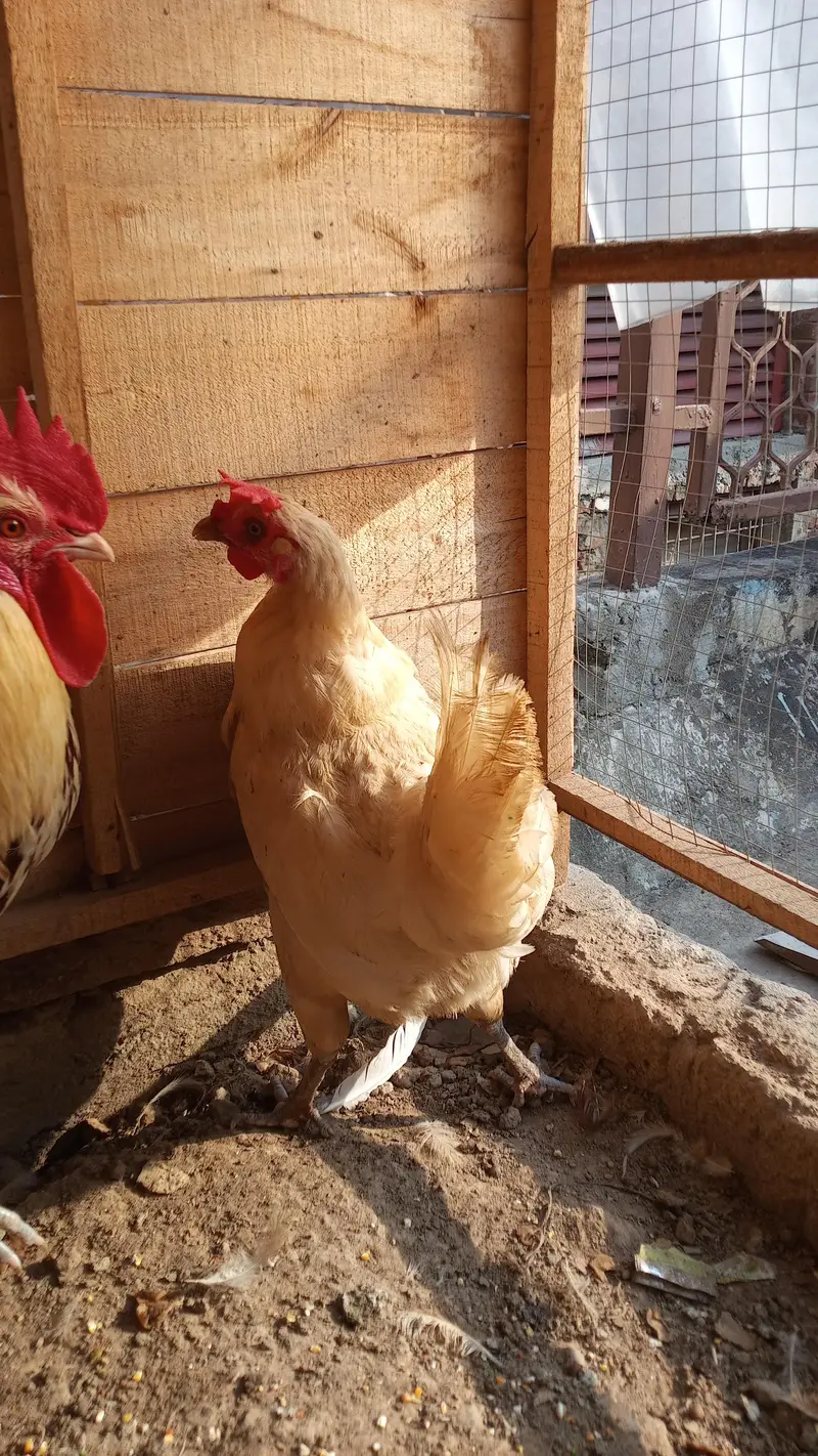 Hens Pair Ande vala jora — photo 9