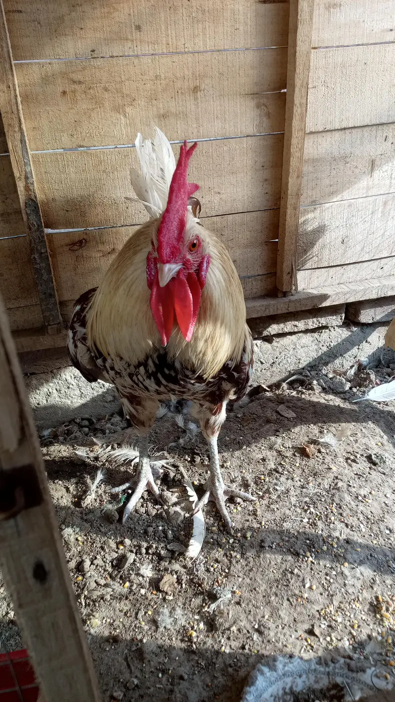 Hens Pair Ande vala jora — photo 10