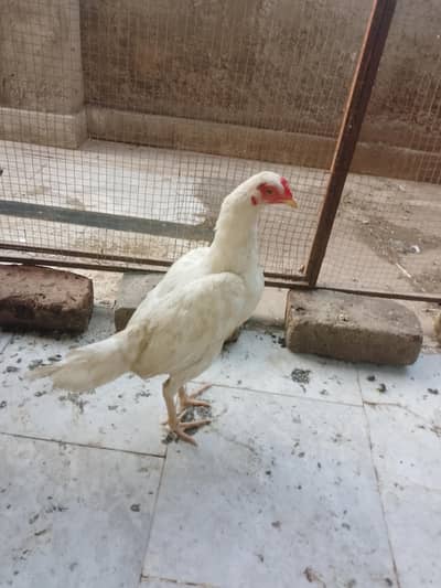 Aseel mugra or 3 Desi murgiya for sale