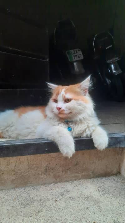 Persian cat for sale 9 months age healthy and active