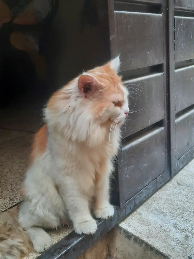 Persian cat for sale 9 months age healthy and active — photo 2