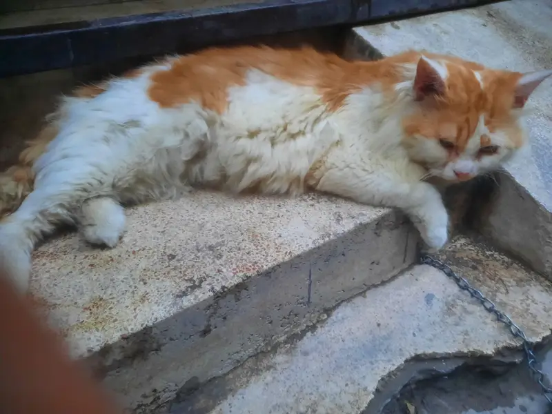 Persian cat for sale 9 months age healthy and active — photo 3