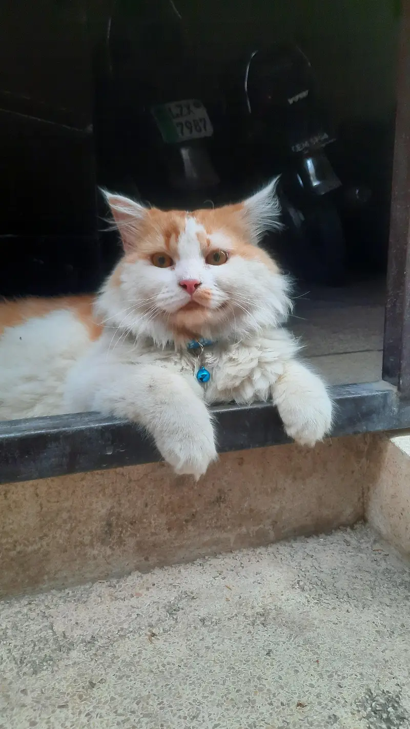 Persian cat for sale 9 months age healthy and active — photo 4